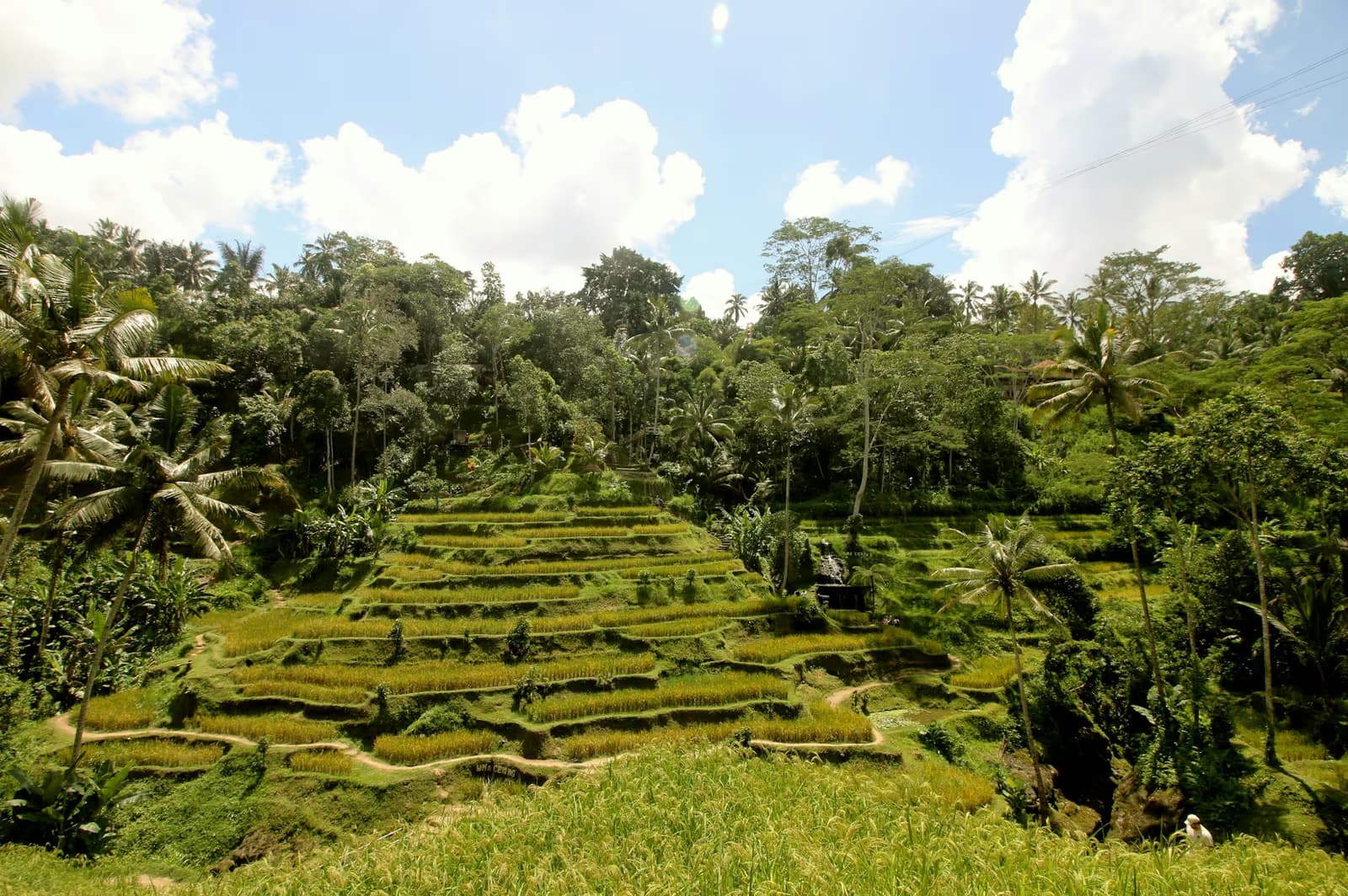 Terraced rice fields below palms and jungle at Tegallalang, north of Ubud