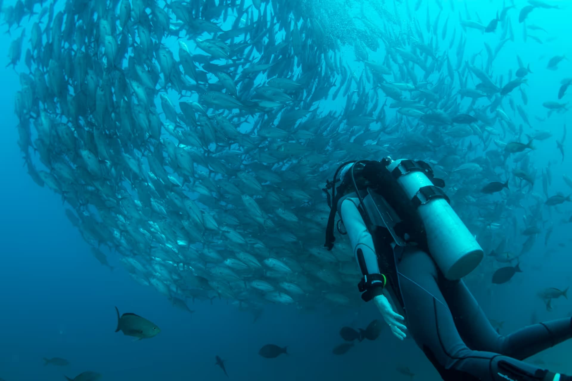 A scuba diver beneath a swirling school of jacks at Cabo Pulmo