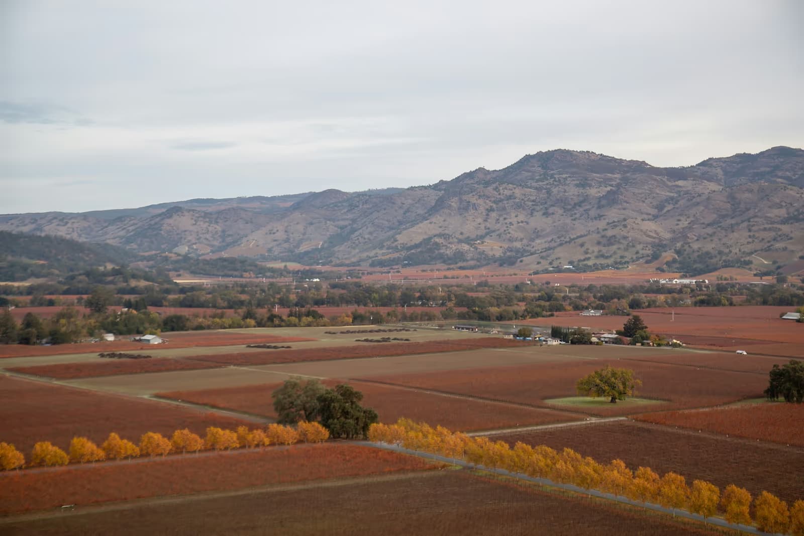Napa Valley vineyards turned red and gold in autumn, with a line of yellow trees along a lane and dry hills behind