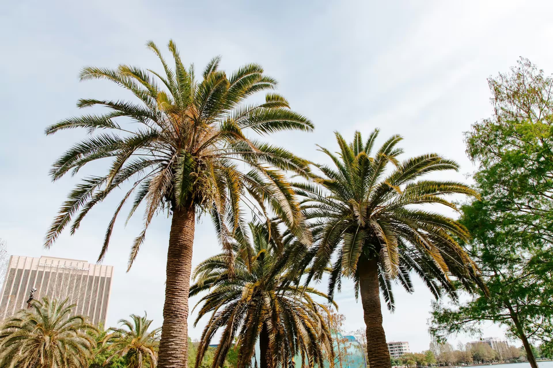 A palm tree against a blue sky in central Florida