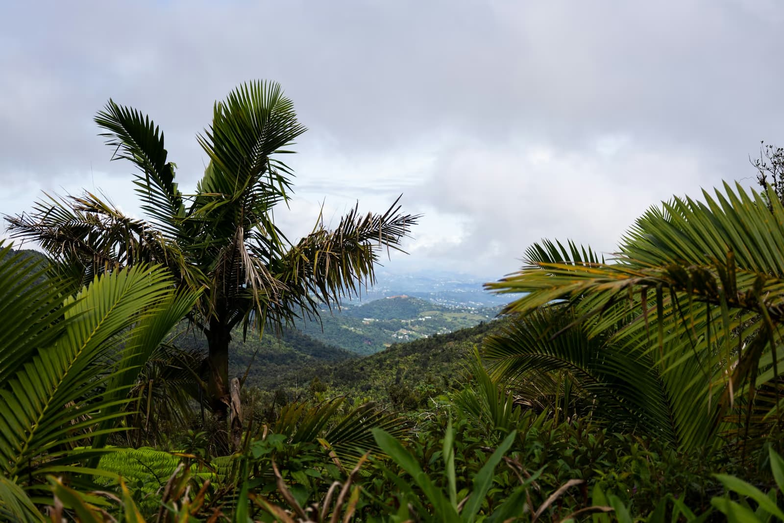 Palm fronds framing a view over green rainforest hills and a valley under a cloudy sky