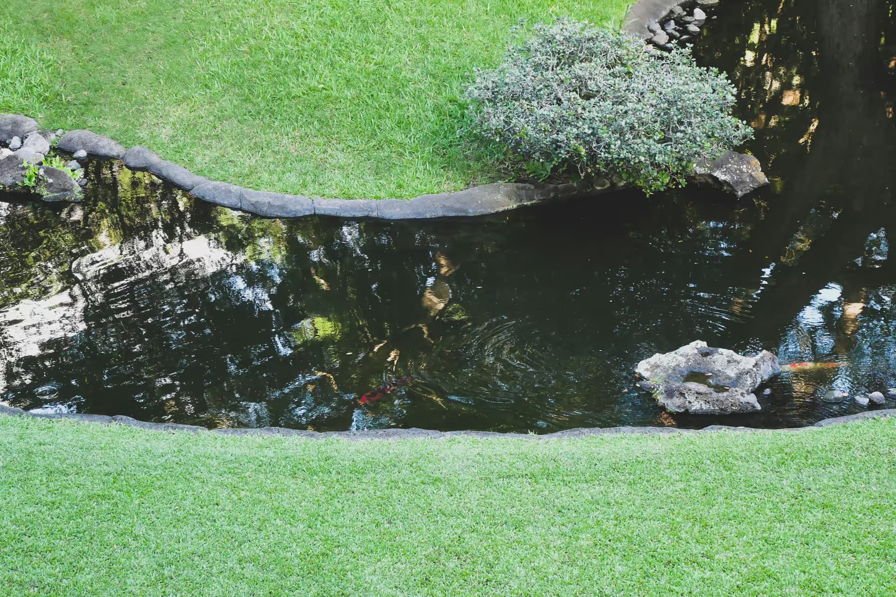 A koi pond edged with stones and shrubs in a green Hawaiian garden