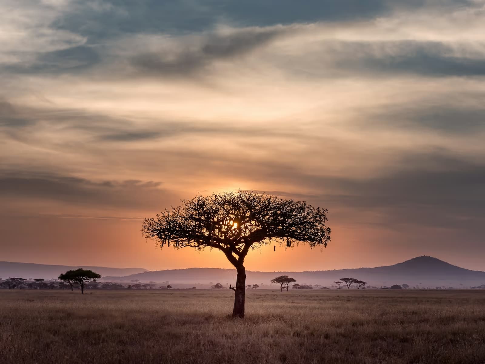 A lone tree silhouetted against the setting sun on the grass plains of the Serengeti, with low hills behind